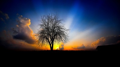 طلوع-درخت-آسمان-طبیعت